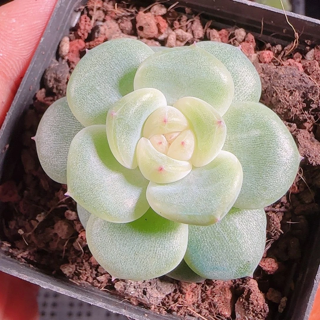 1018---165冰心17一物一拍