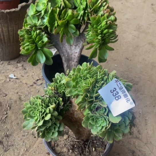 338、加州香炉，+绿羊绒缀