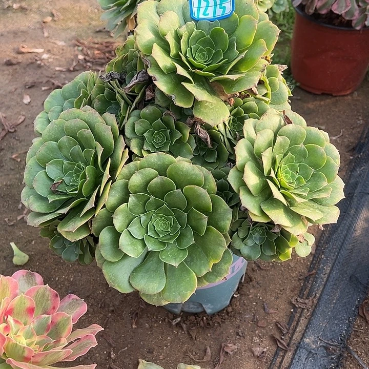 多肉植物绿羊绒1215