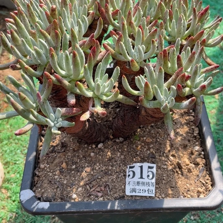 515号白鹭多肉植物