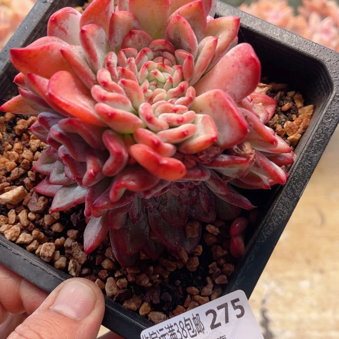 275新品德华多肉