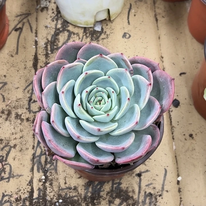 粉黛带盆土发货