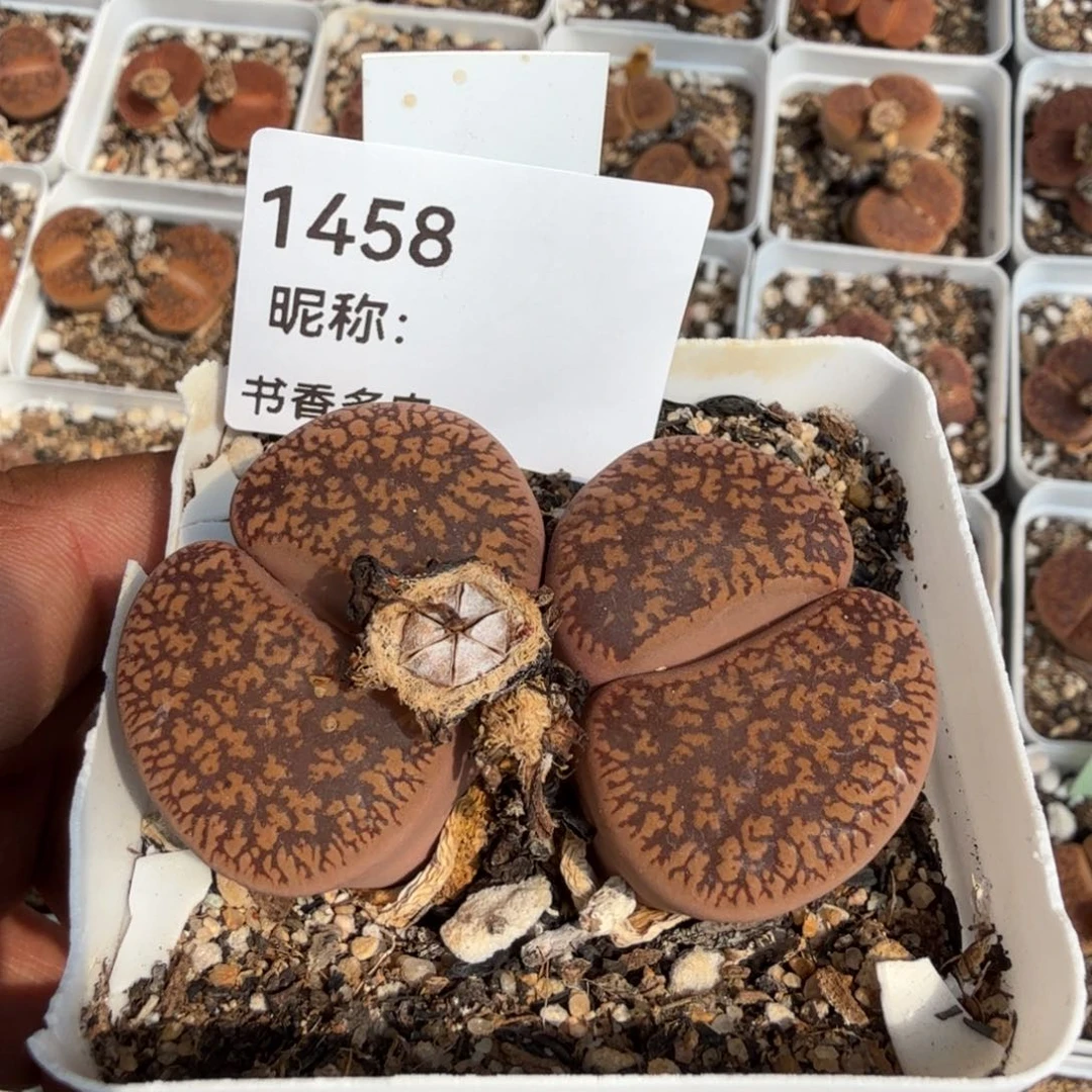 萍*儿多肉植物多肉植物多肉植物