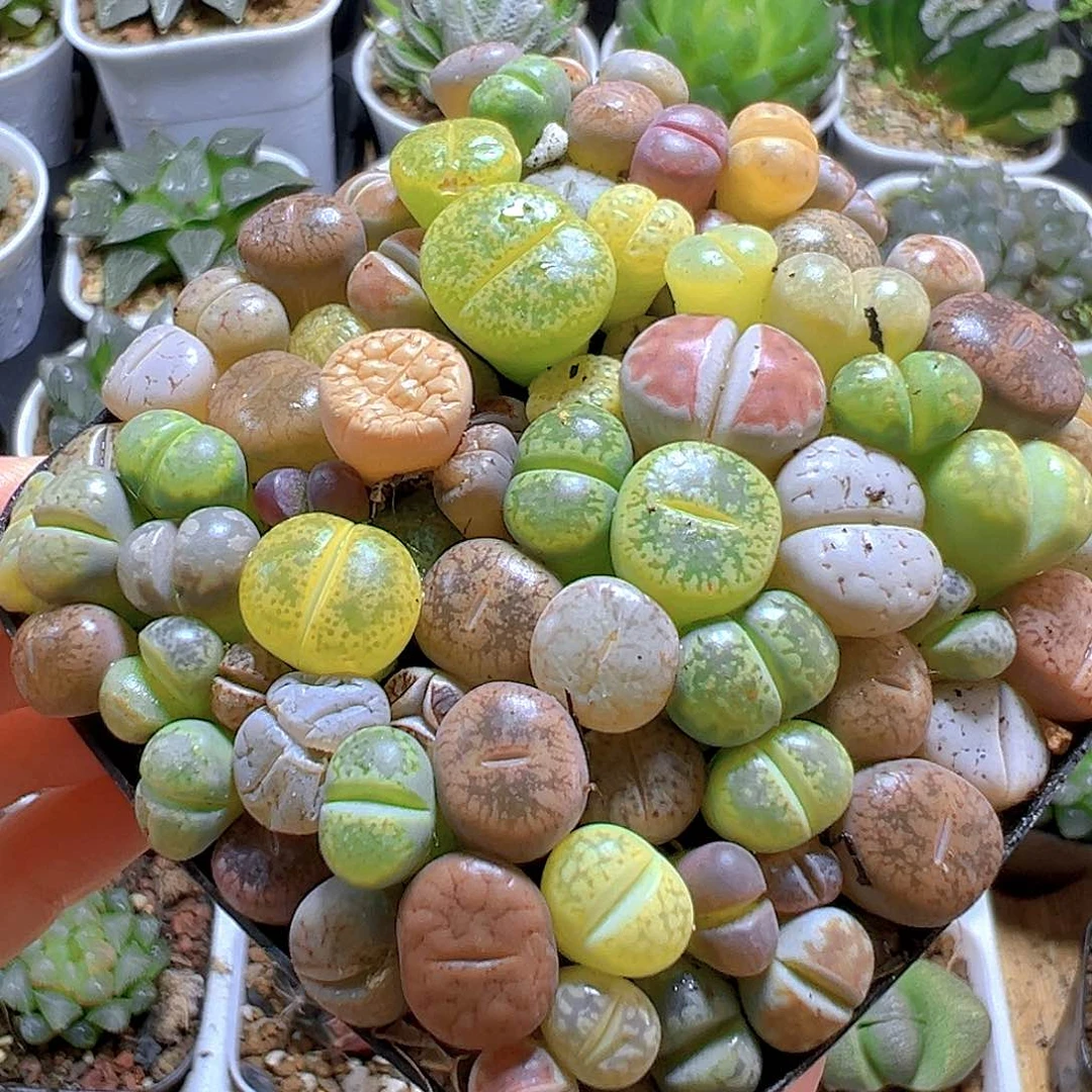 生石花玉露多肉多肉多肉