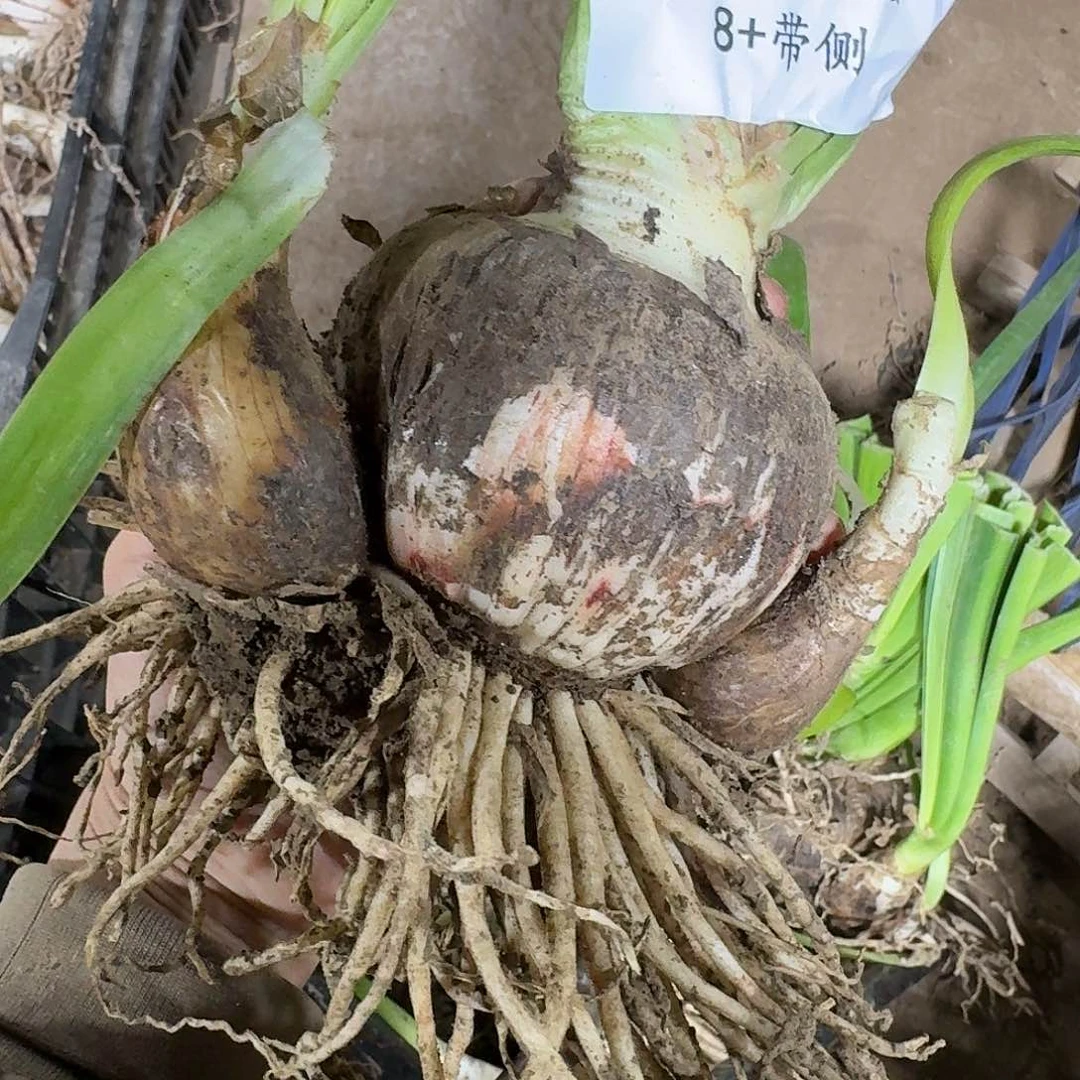 花瓣衬裙8+带侧开花球发发