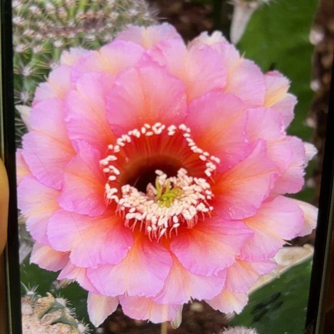 彩草2420号侧牙3公分侧牙