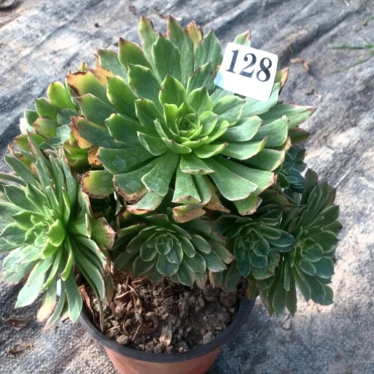 浪****2多肉植物玉兔128