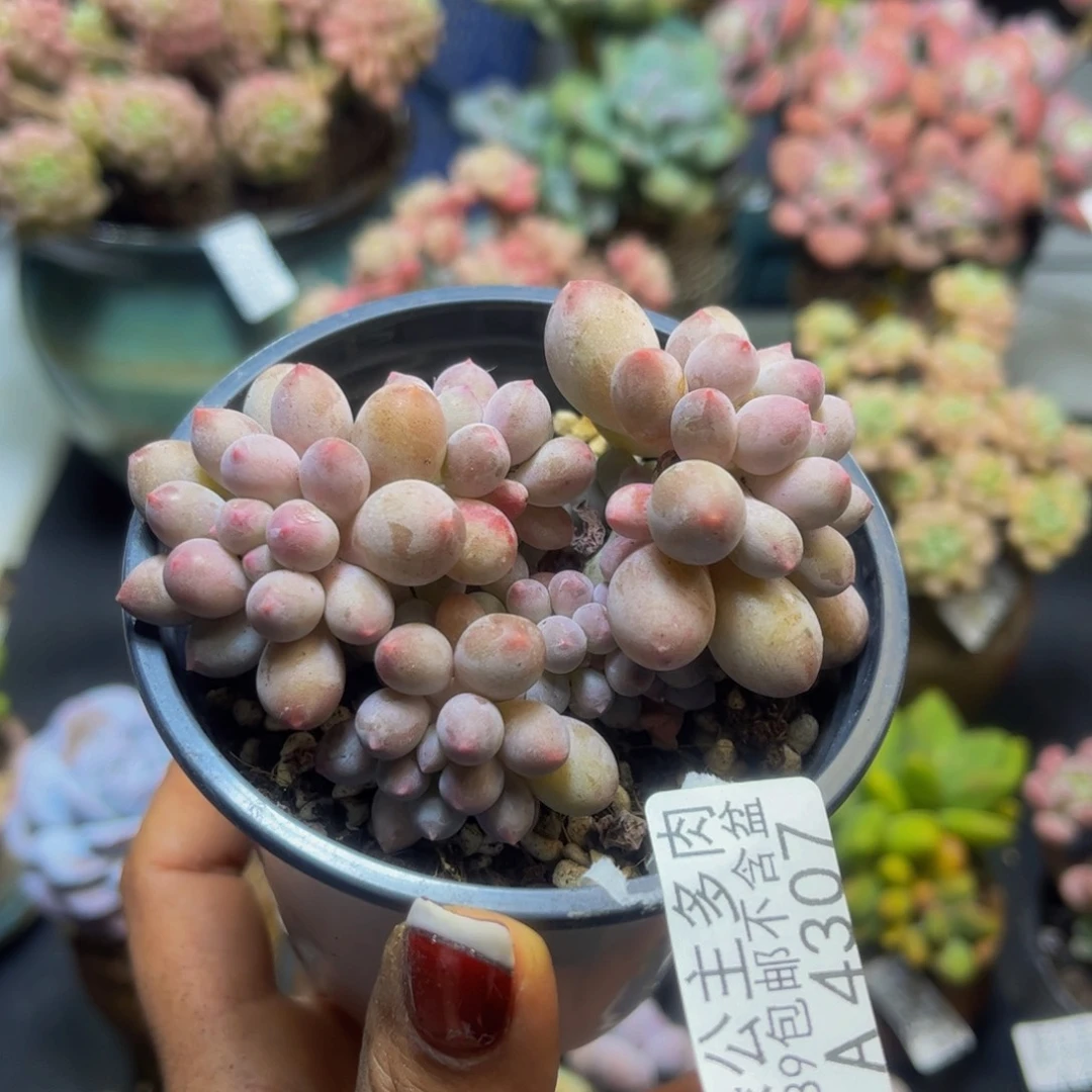 香水手指奶酪4307/8cm