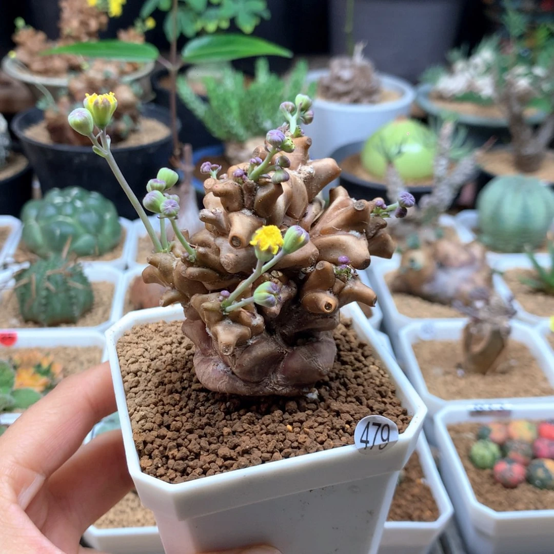 蛮鬼塔厚敦菊带盆479