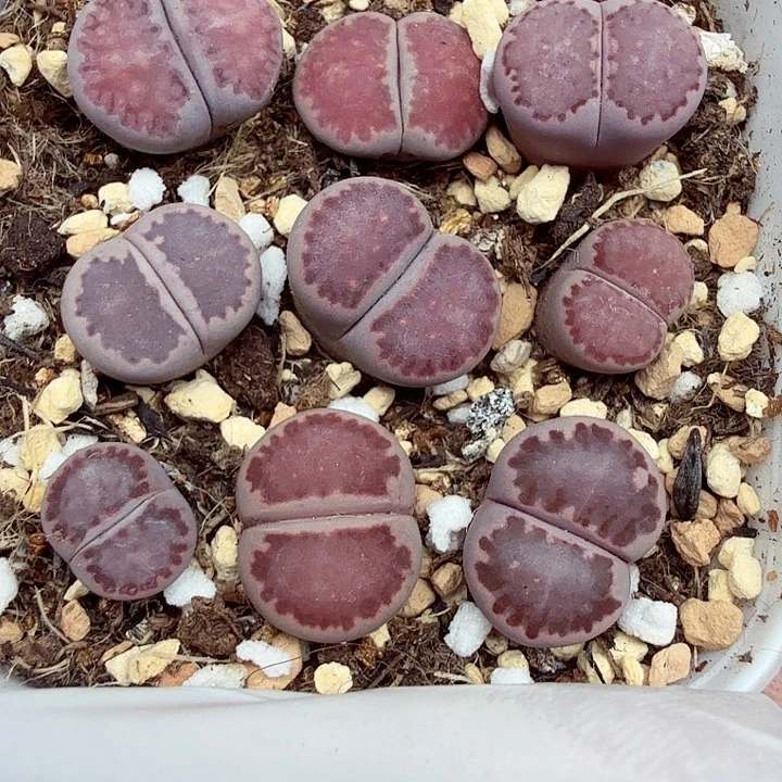 好喜欢看肖蘸唱歌哦抱241这个