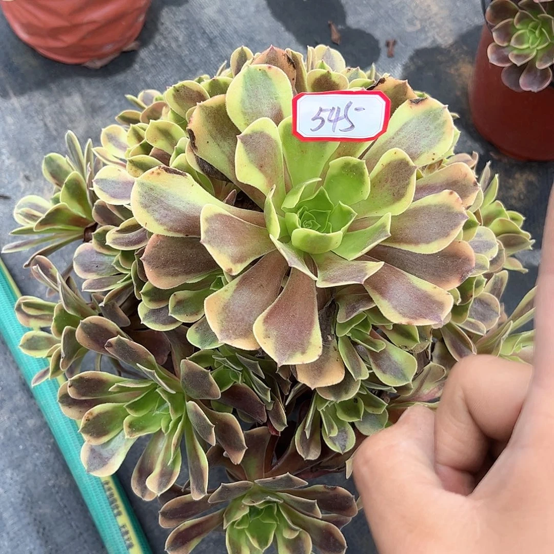多肉植物545号多肉植物