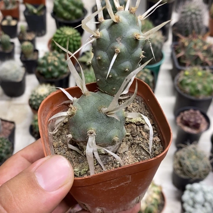 武藏野特价福利特价