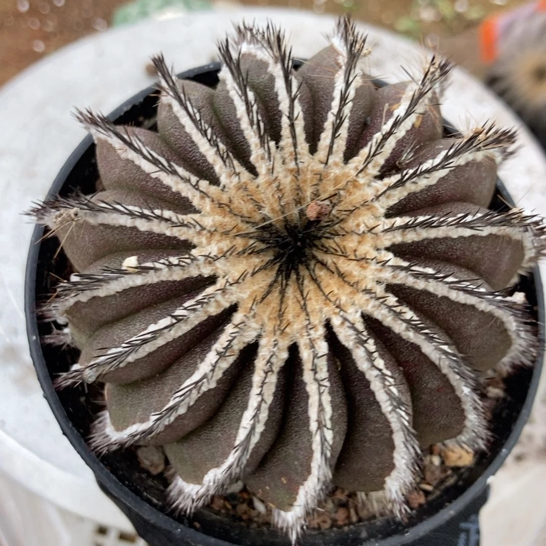 19-3油伯球一物一拍落地