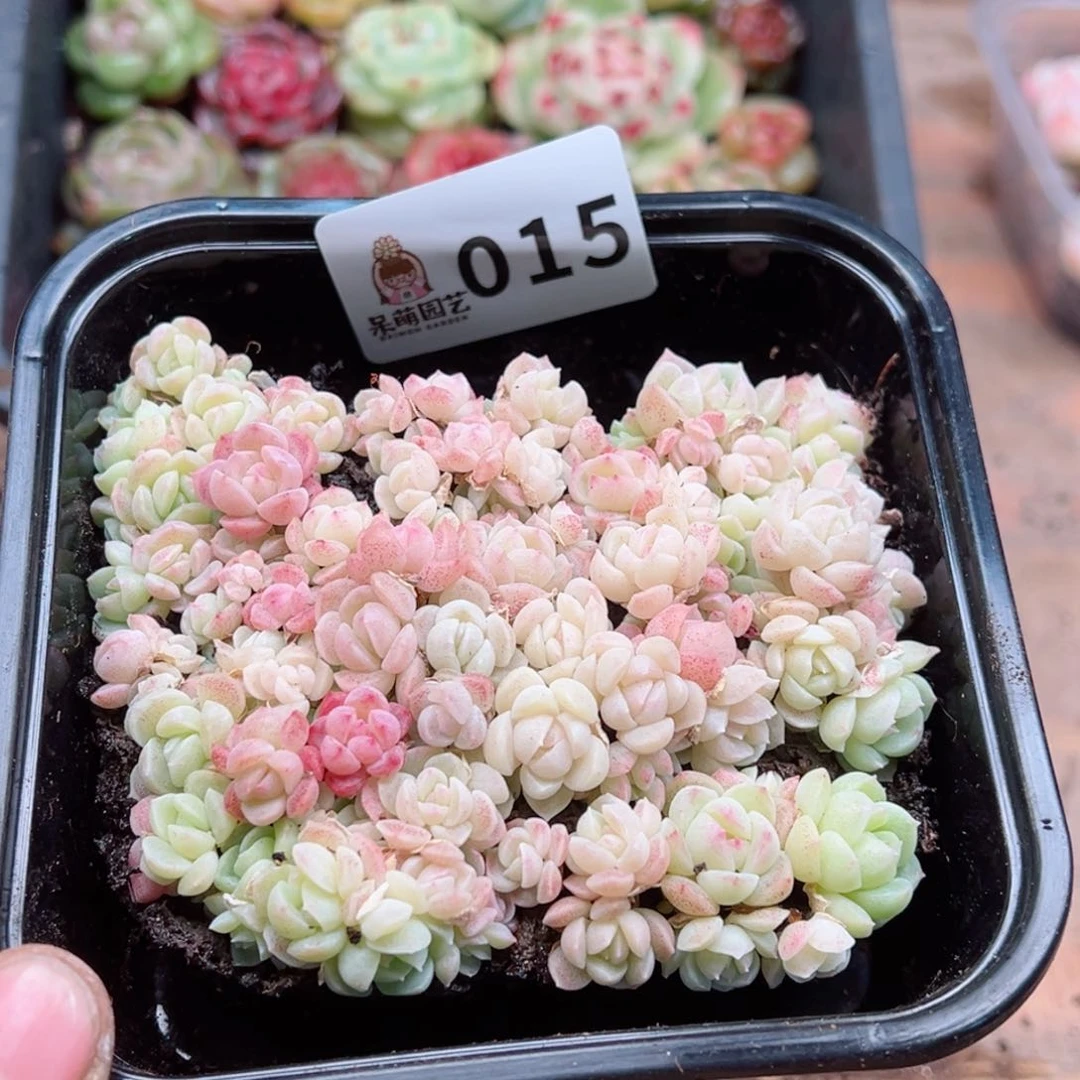 佳***⁸多肉植物多肉植物