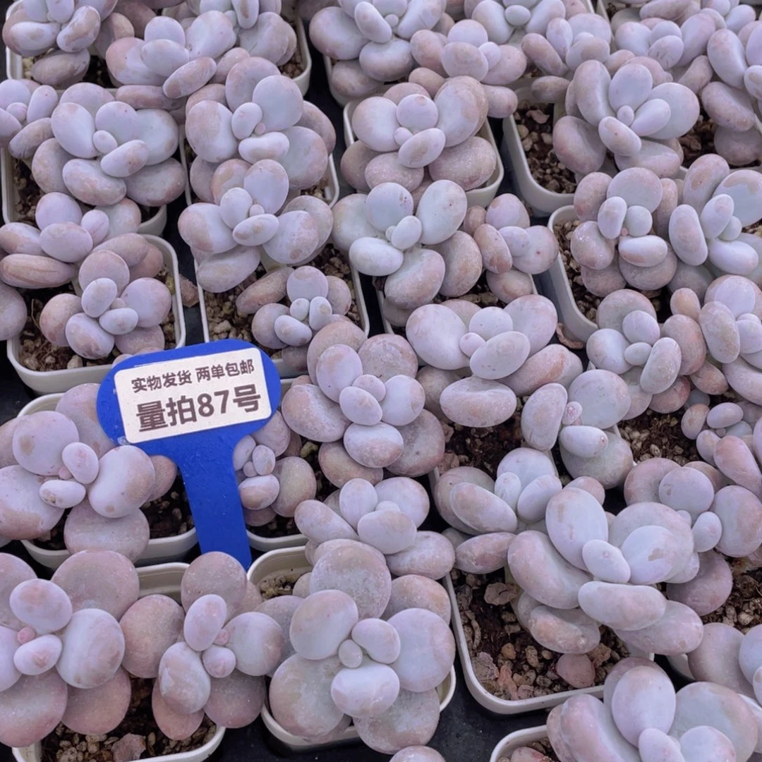 量拍87号 大叶奶水光针原始奶双头一个