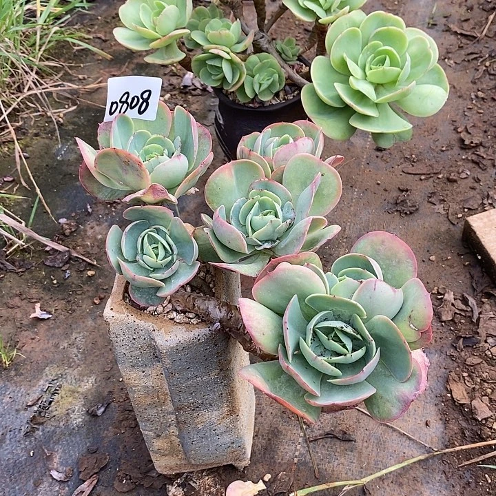 薄***空2025-0808鸡蛋碧桃