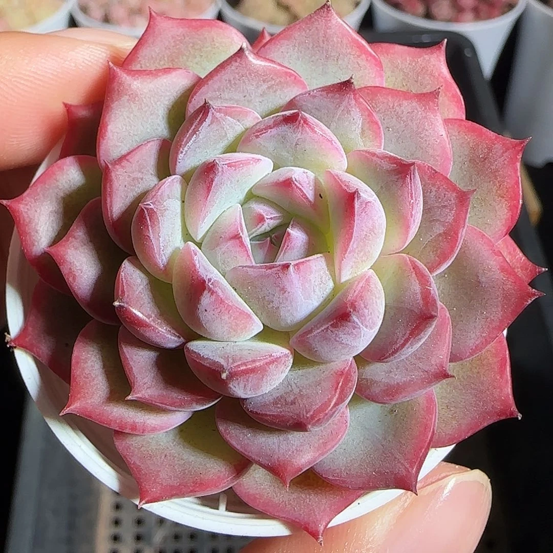 多肉1220-34福利福利