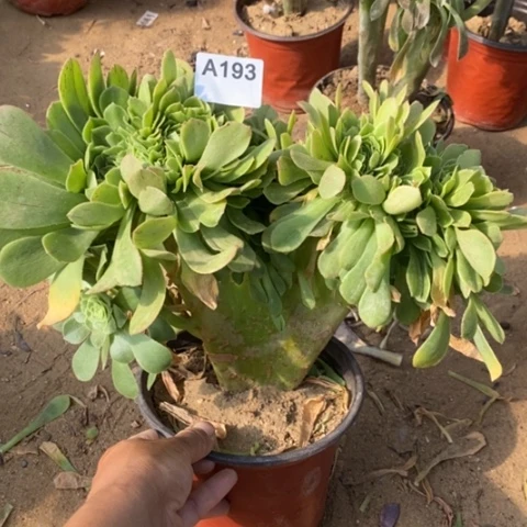 绿杨蓉缀一物一拍