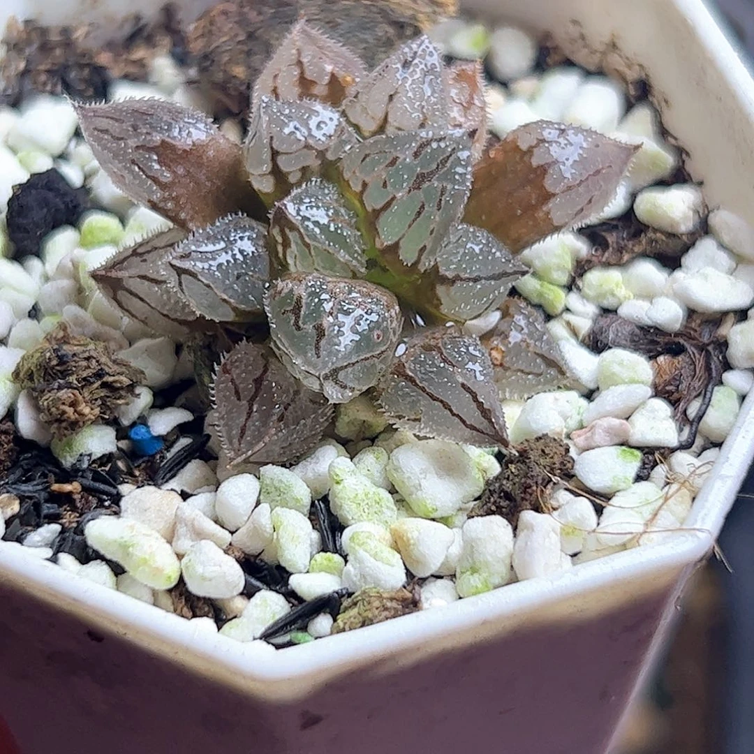 冰魁十二卷多肉植物满