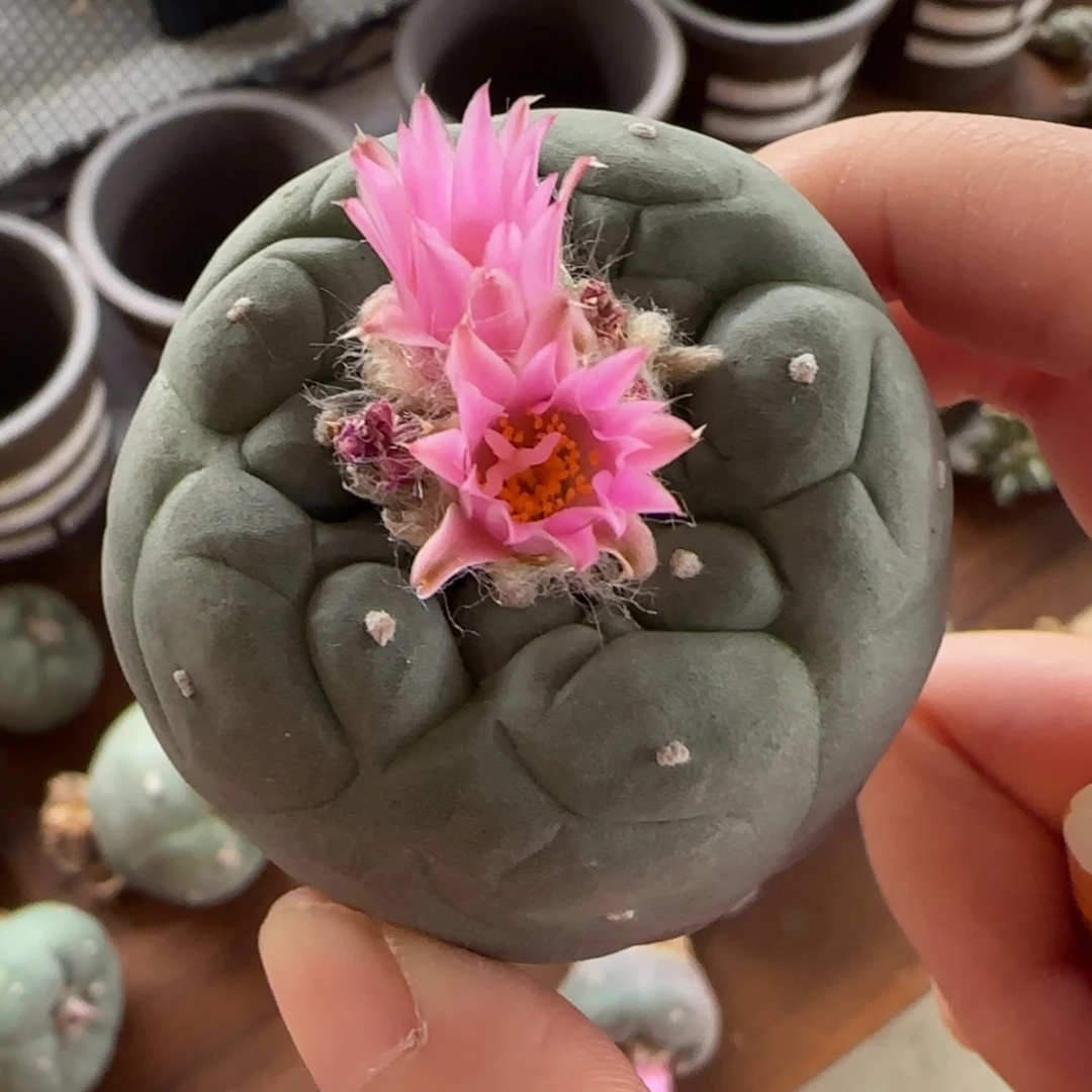 实生鱼哈哈哈哈哈哈