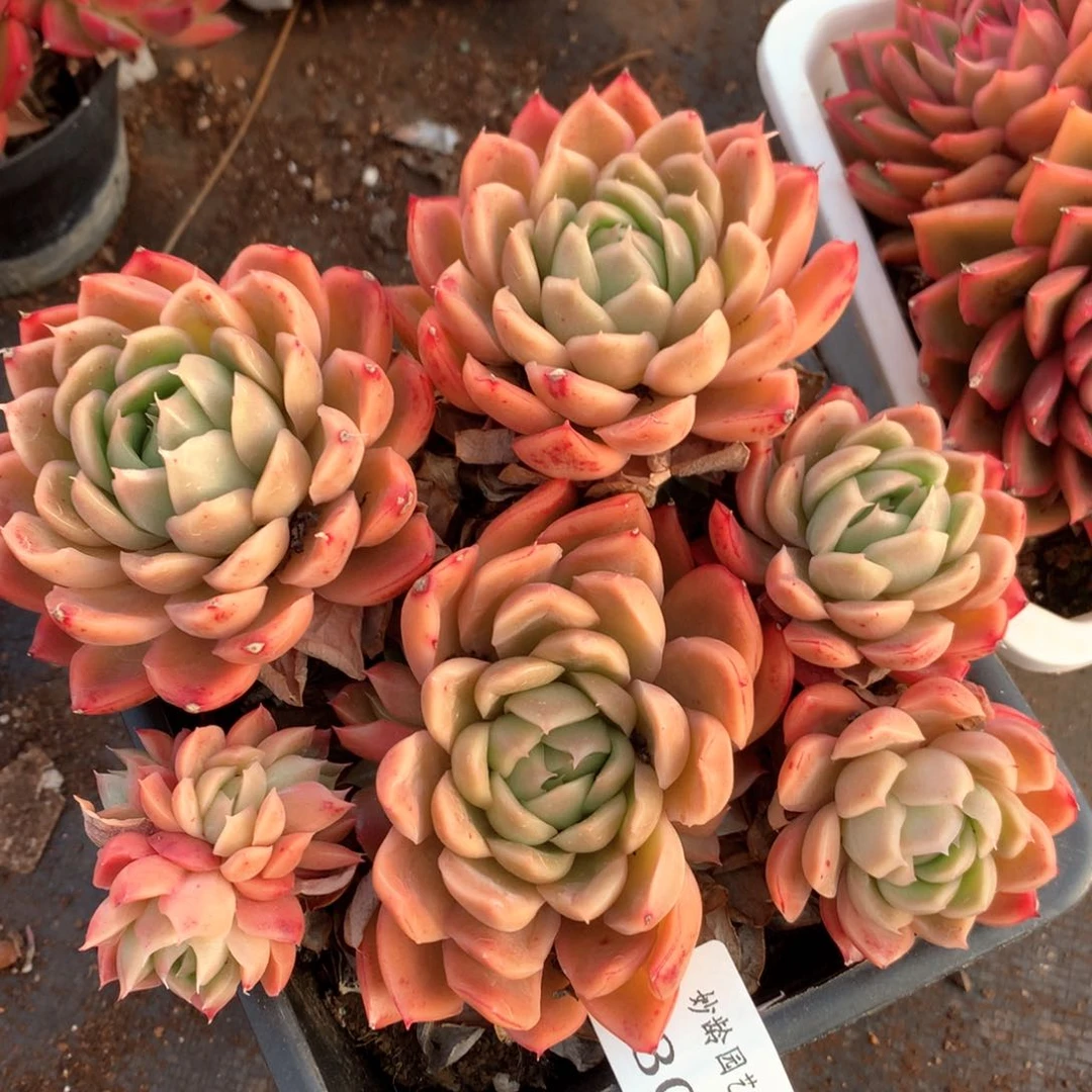 3305杂交多肉植物基地