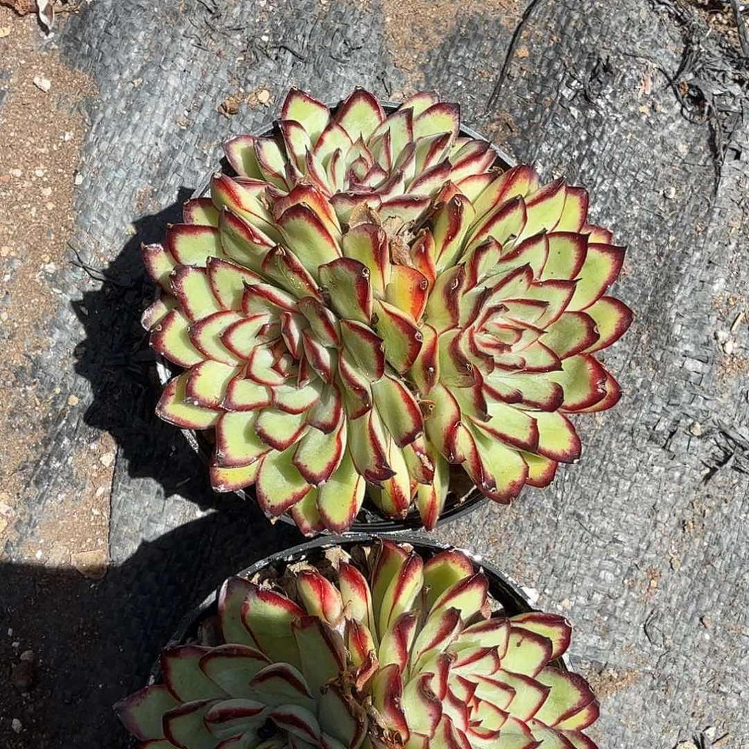 肉酱玫瑰多肉植物精品