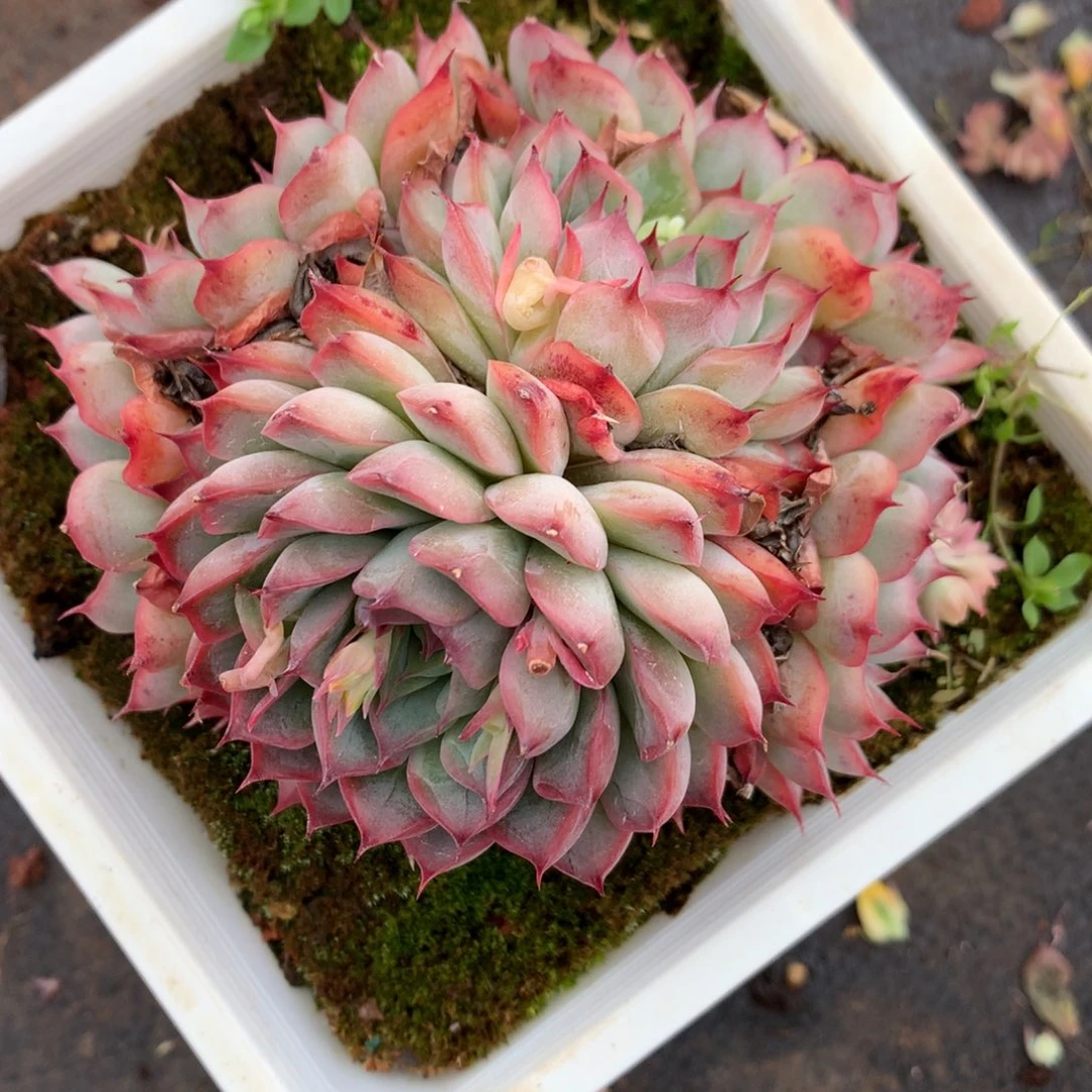 249杂交多肉9冠幅