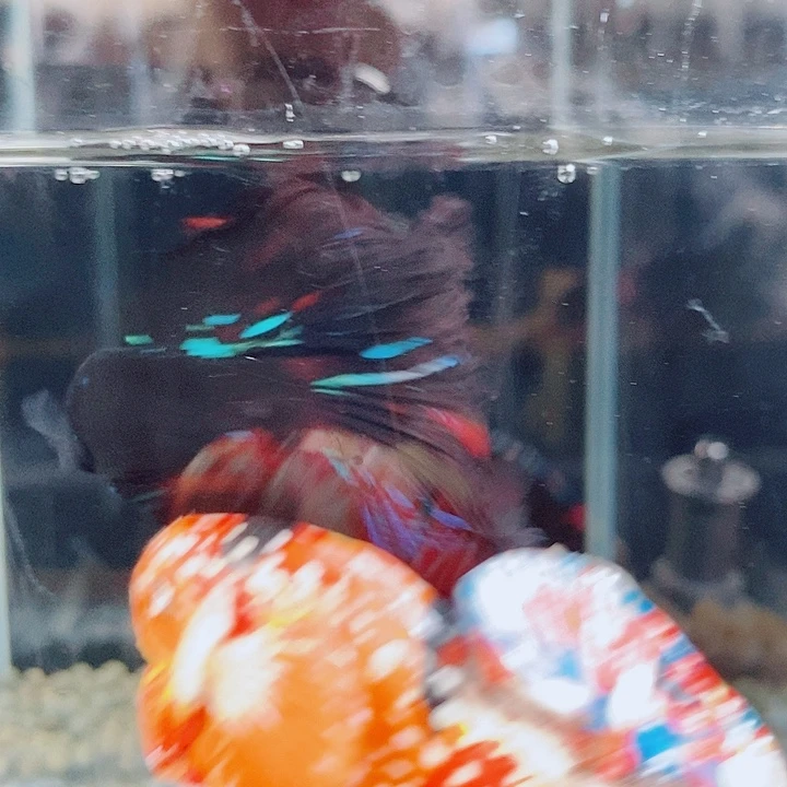 王***祥斗鱼黑195号巨否半月