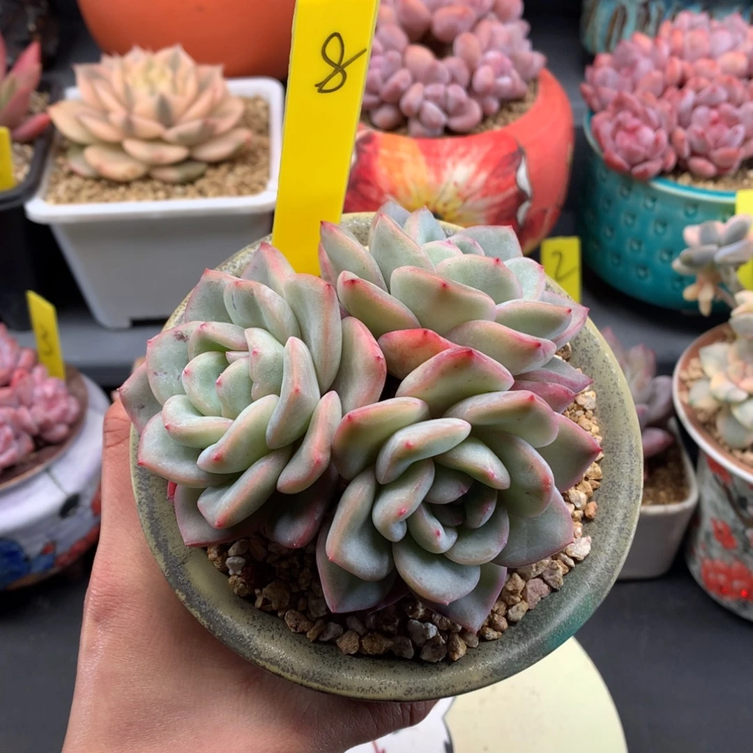 我们家的小姐姐们