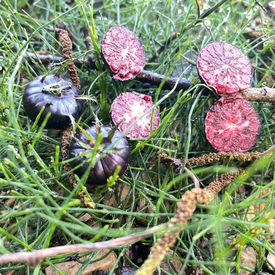 红果参自己种的此紫花大黑果