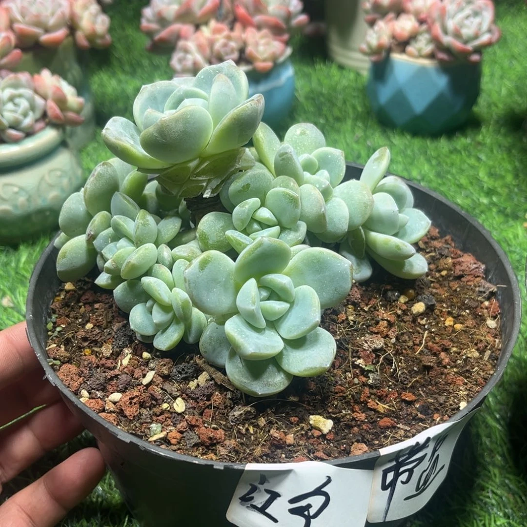 鸿专拍冰玉群生多头带盆土发