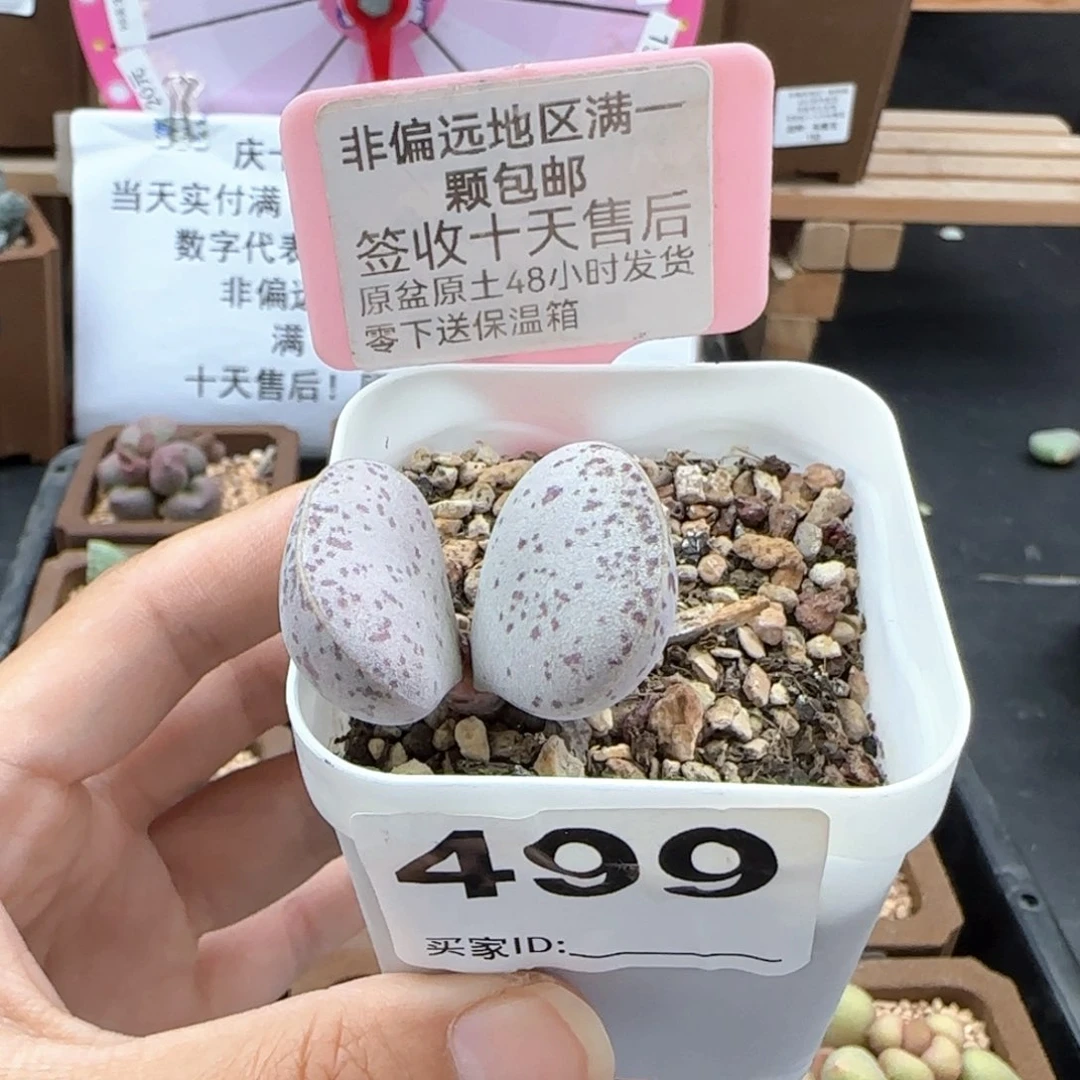 499红点粉蛋多肉