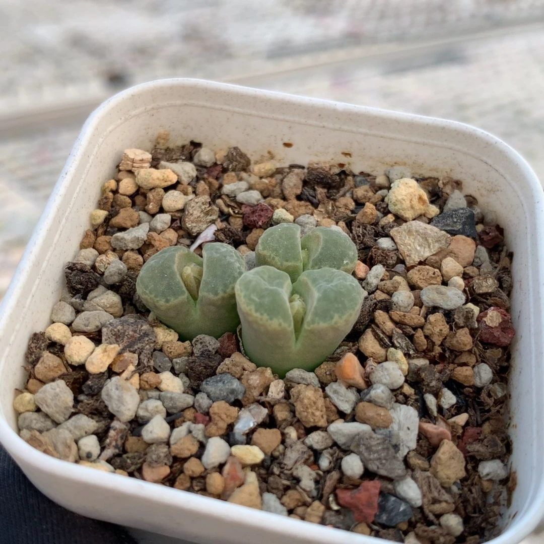 a704静香风铃母本