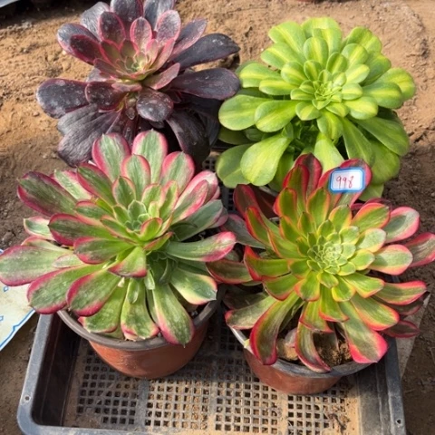 998多肉植物组合