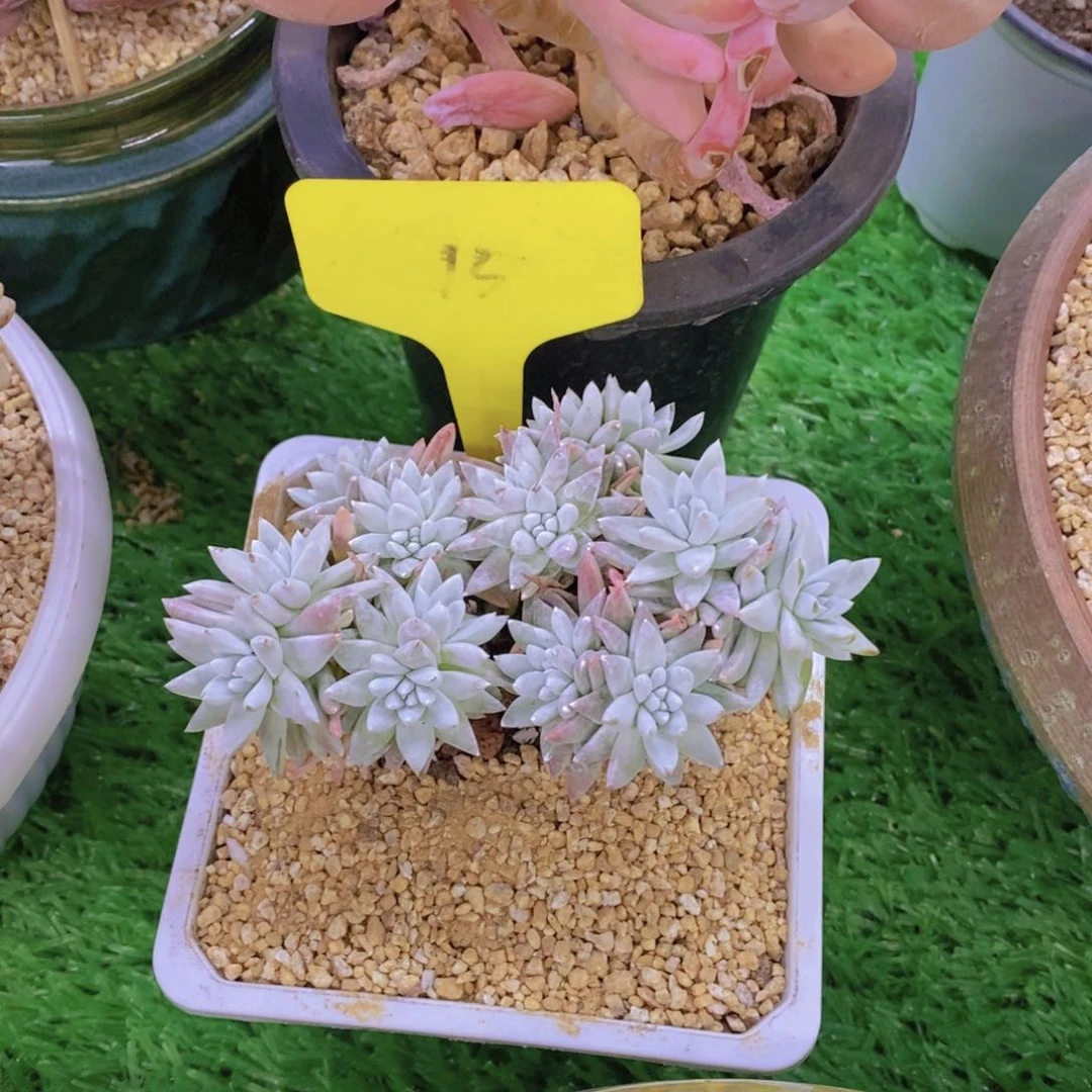 ?*六开心多肉植物多肉