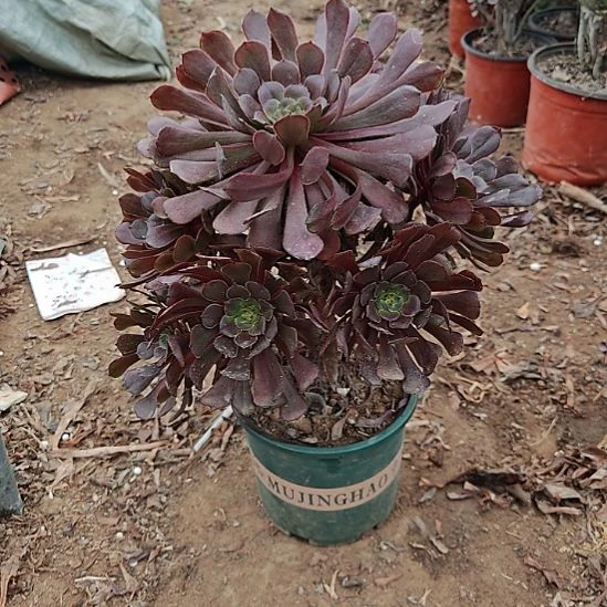 红铜壶加急发货16