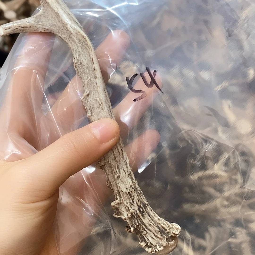 鹿角鹿角鹿角鹿角鹿