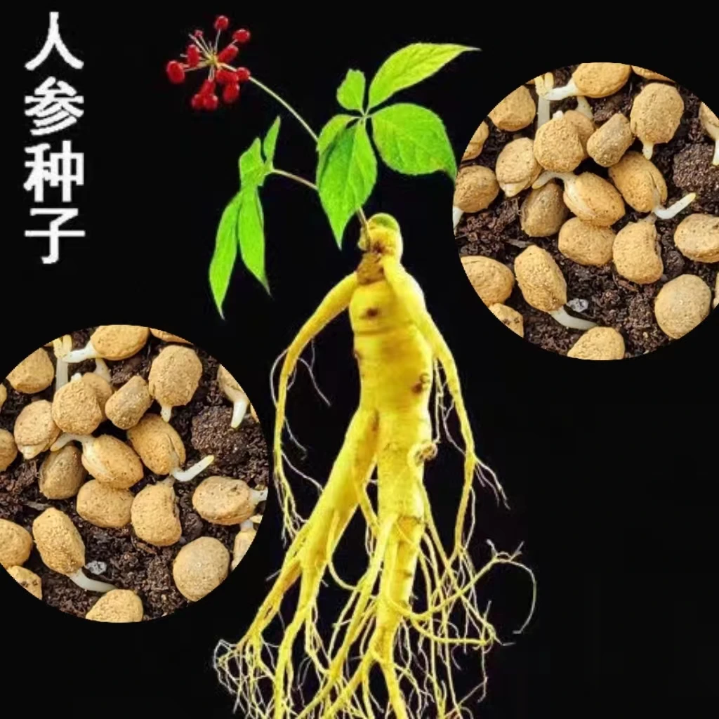 人参种子春秋长白山花旗参白参种四季阳台花卉植物-mo