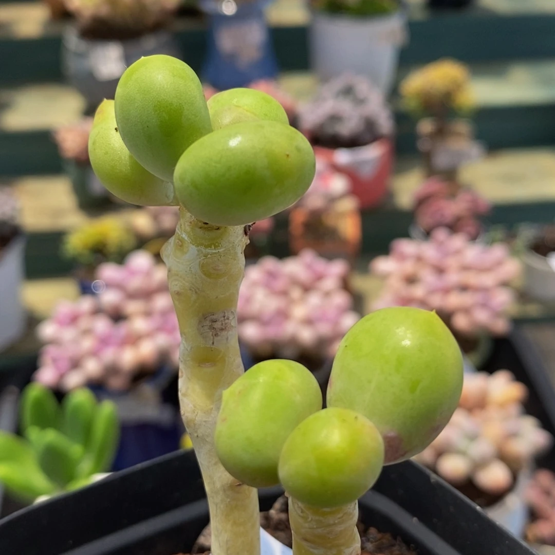 006 芒果奶双头6？厘米