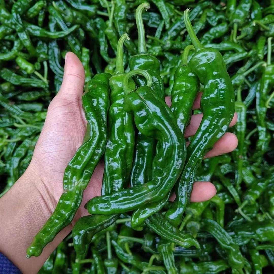 正品辣椒苗秧苗小螺丝辣椒秧苗特辣超青辣椒薄皮带土蔬菜青椒苗
