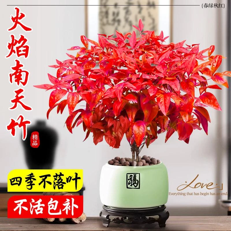 火焰南天竹盆栽树苗矮化观叶小盆景室内禅意微景观耐寒绿植物好养