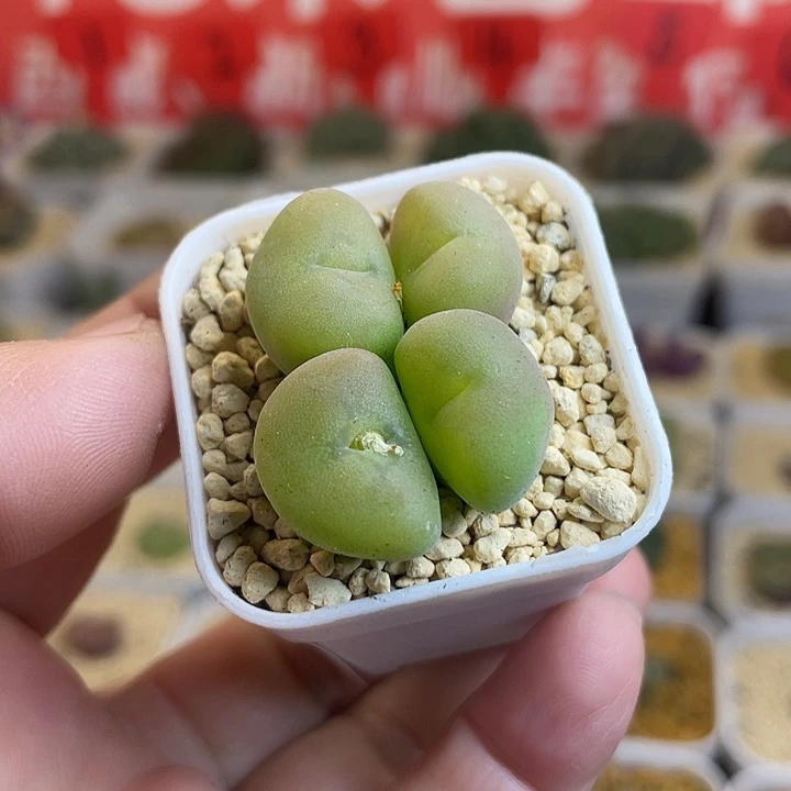 佳人园艺多肉生石花孔卡福713