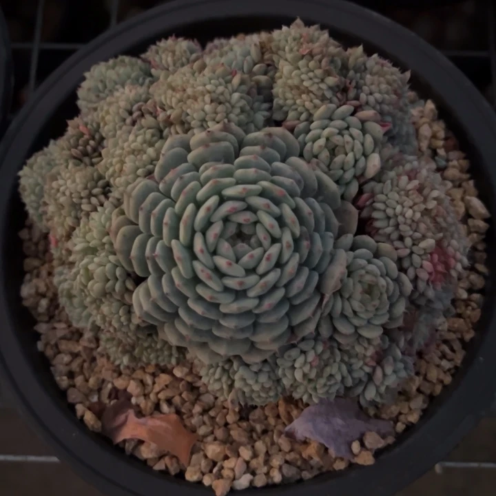 シ***づ带雄花叠液的一个白胖子，OK