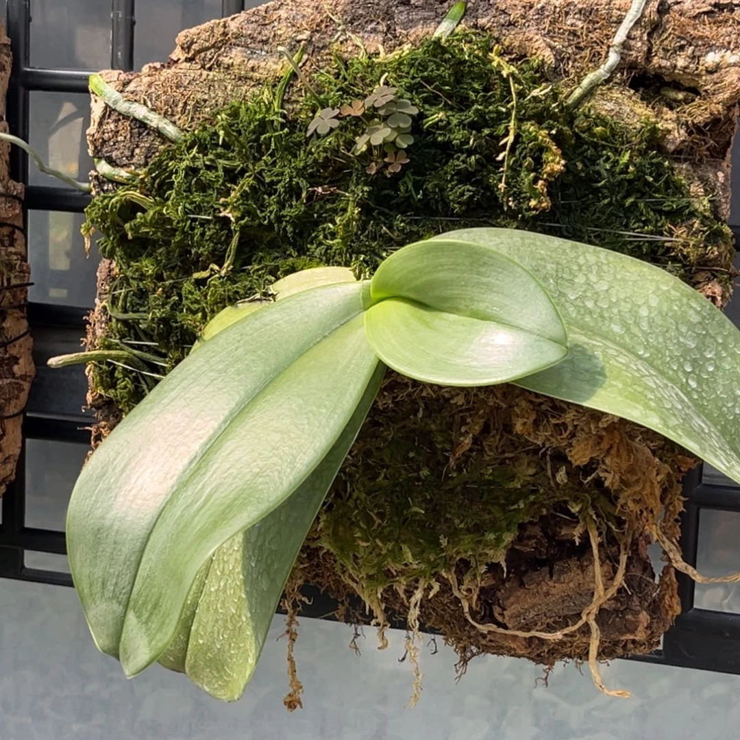 无花朵板值红象苗