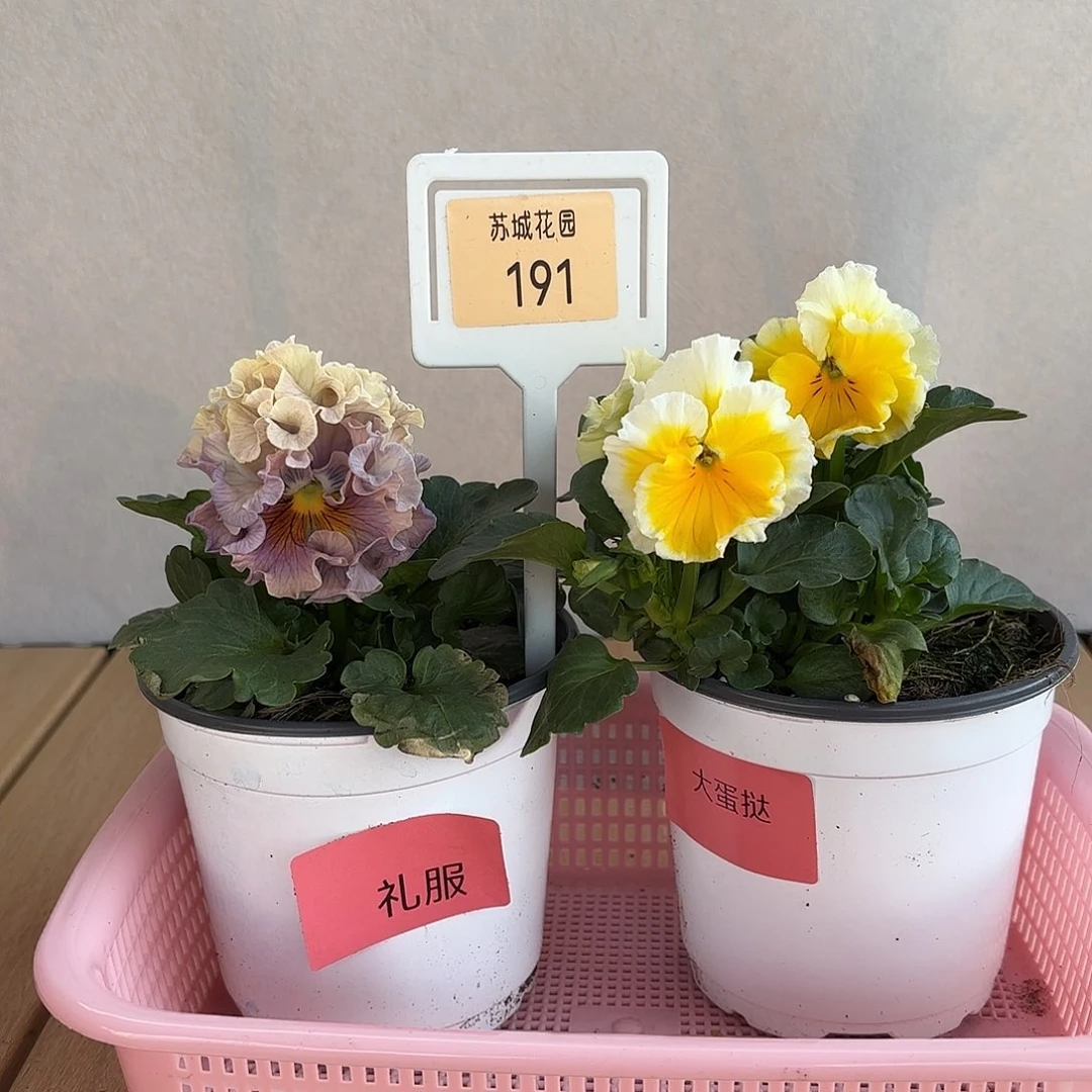 大部分开放少量花苞191