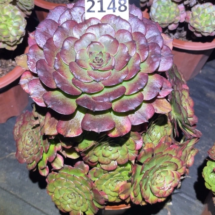 大***流粉体美姬2148号多肉植物