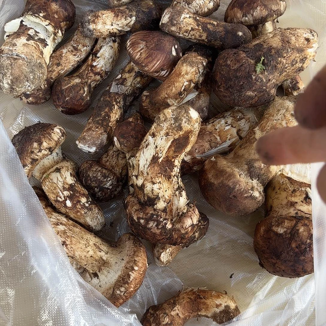 糖***糖云南南华野生菌中国大陆