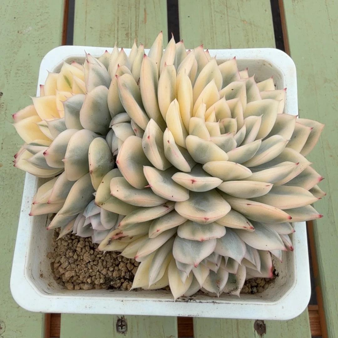 月亮仙子锦锦上园艺一物一拍