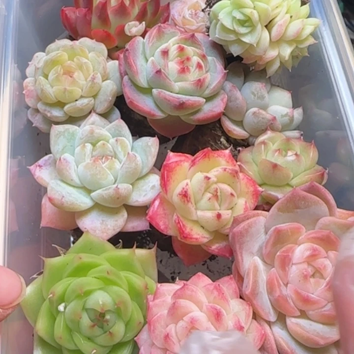 95号  新粉伴手礼