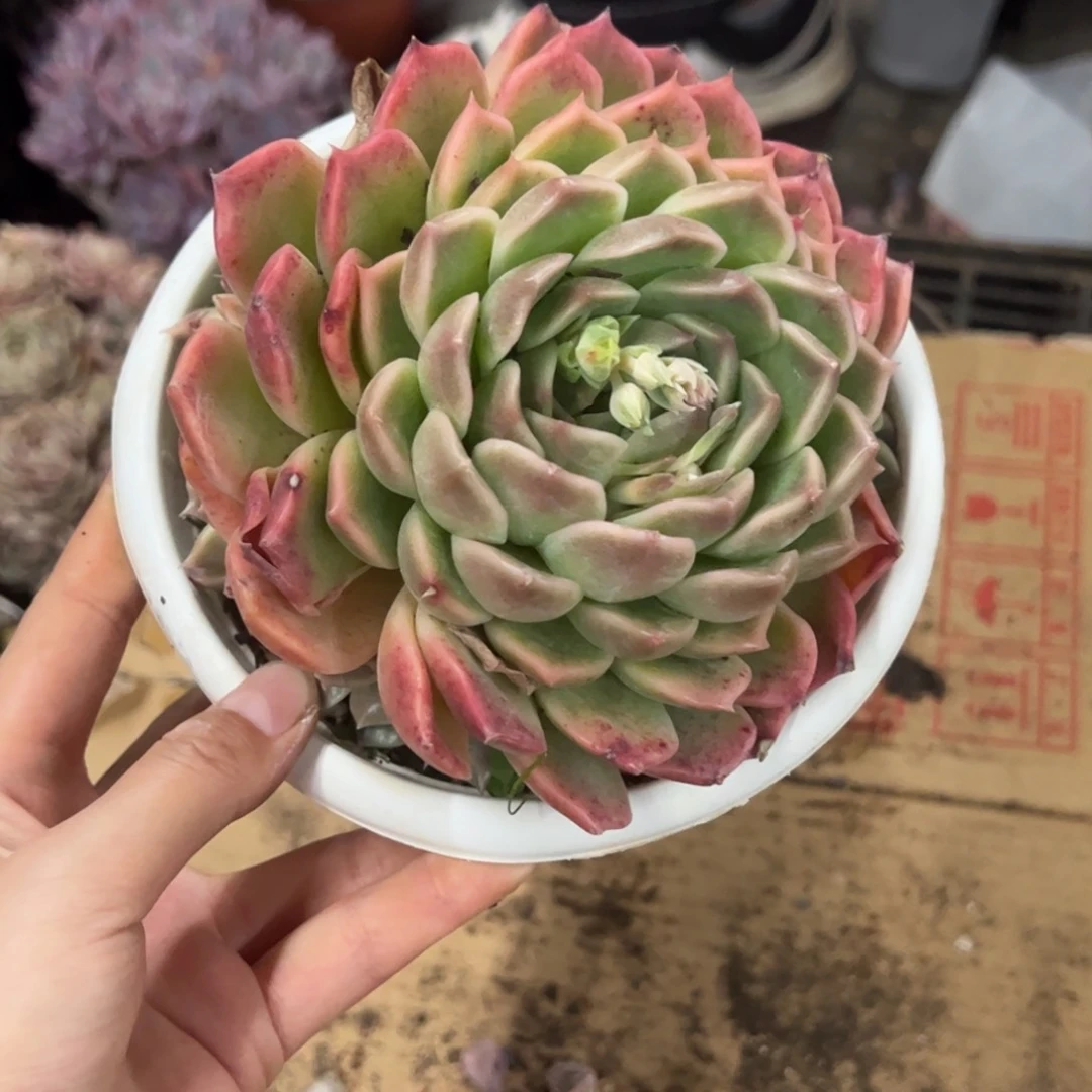 不知名一物一拍1694